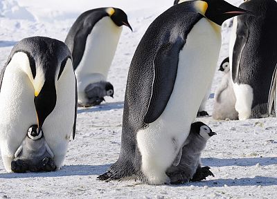 snow, animals, penguins - desktop wallpaper