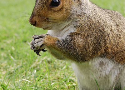 animals, grass, outdoors, squirrels - desktop wallpaper