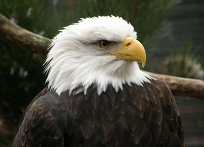 birds, eagles, bald eagles - random desktop wallpaper