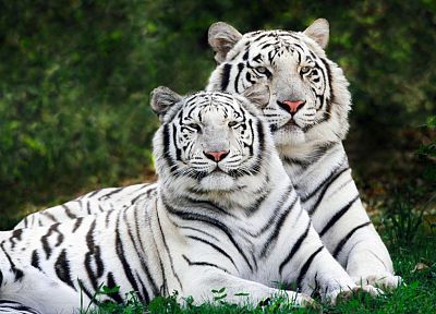 nature, animals, tigers, white tiger - duplicate desktop wallpaper