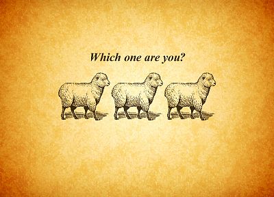 sheep - duplicate desktop wallpaper