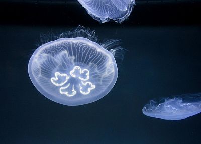 ocean, jellyfish - related desktop wallpaper