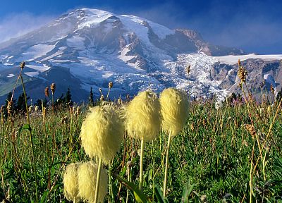 National Park, Washington, Mount Rainier - desktop wallpaper