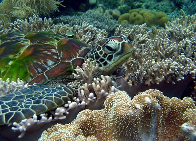 sea turtles - related desktop wallpaper