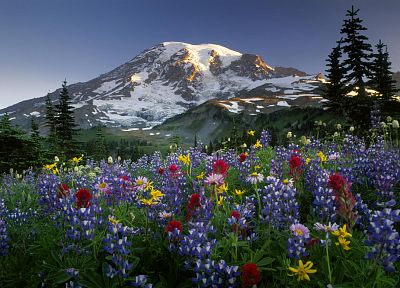 mountains, landscapes, flowers, Mount Rainier, wildflowers - desktop wallpaper
