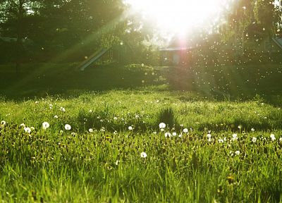 nature, grass, sunlight, dandelions - desktop wallpaper