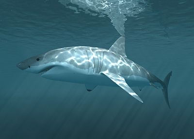 white, sharks, underwater - desktop wallpaper