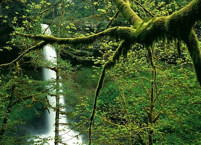 trees, north, silver, falls, Oregon, parks - duplicate desktop wallpaper
