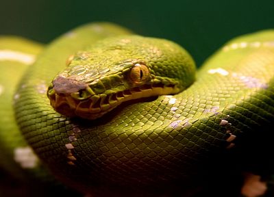snakes - related desktop wallpaper