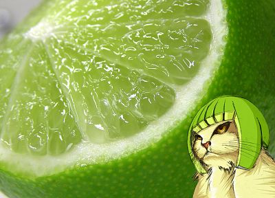 cats, funny, lemons - random desktop wallpaper
