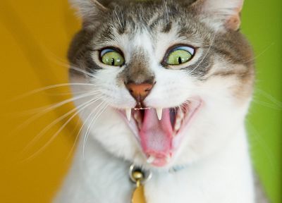 cats, animals, teeth, kittens - duplicate desktop wallpaper