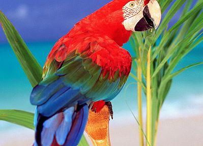 birds, parrots, Scarlet Macaws - random desktop wallpaper