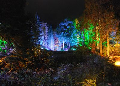 night, forests, light painting - random desktop wallpaper