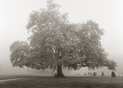 trees, fog - related desktop wallpaper