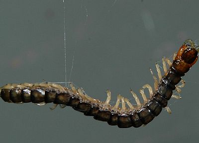 insects, centipede, spiders - random desktop wallpaper