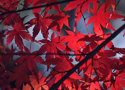 nature, autumn, leaves - random desktop wallpaper