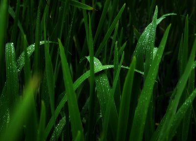 green, nature, grass, monochrome, water drops, macro - desktop wallpaper