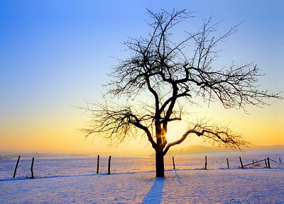 sunrise, winter, trees - duplicate desktop wallpaper