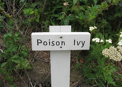 Poison Ivy, Ivy - desktop wallpaper
