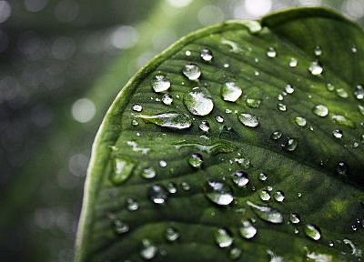 leaf, leaves, water drops, depth of field - desktop wallpaper