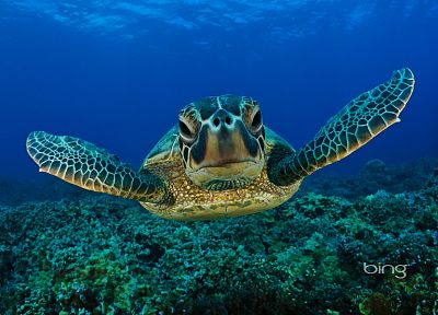 turtles, sea turtles - related desktop wallpaper