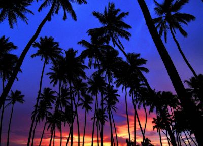 sunset, palm trees - desktop wallpaper
