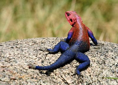lizards, reptiles, Red-headed Rock Agama - random desktop wallpaper