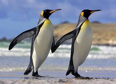 snow, animals, king, penguins, islands - desktop wallpaper