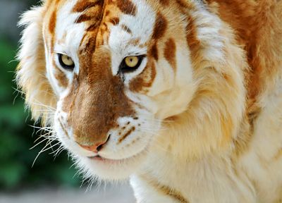 animals, tigers, liger, albino - duplicate desktop wallpaper