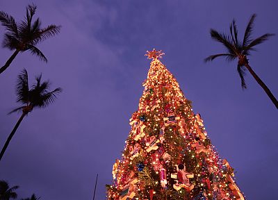 Hawaii, Christmas, Christmas trees, palm trees, Oahu - related desktop wallpaper