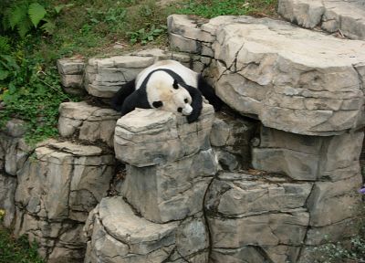 animals, panda bears - related desktop wallpaper