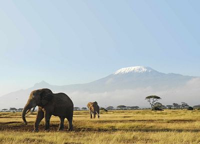 animals, wildlife, elephants - duplicate desktop wallpaper