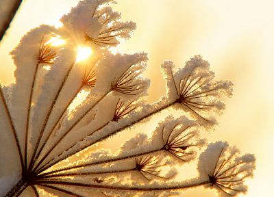 nature, snow, plants, sunlight - desktop wallpaper