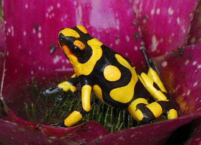 nature, animals, curious, frogs, dart frogs, amphibians, Poison Dart Frogs - desktop wallpaper
