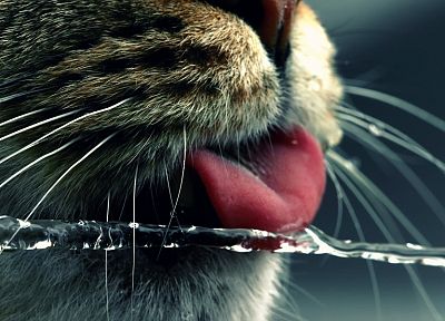water, cats, animals, funny, tongue - desktop wallpaper