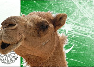 camels - desktop wallpaper