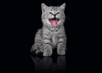 cats, animals, tongue, kittens, yawns - duplicate desktop wallpaper