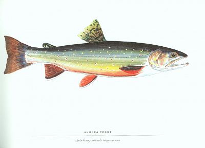 fish, trout - duplicate desktop wallpaper