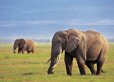 animals, grass, fields, elephants, Africa - random desktop wallpaper