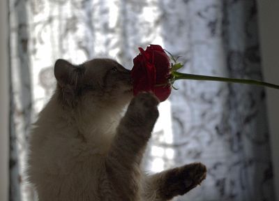 flowers, cats, animals - desktop wallpaper