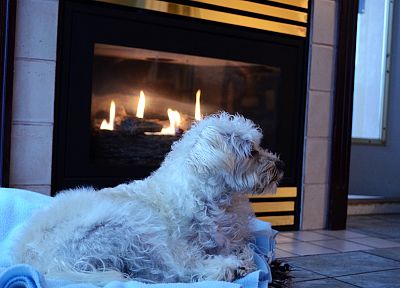 beds, dogs, Homes, fireplaces - desktop wallpaper