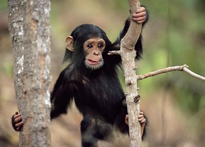 animals, monkeys, chimpanzee - desktop wallpaper
