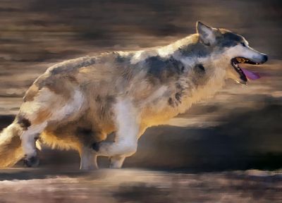 animals, dogs, wolves - duplicate desktop wallpaper