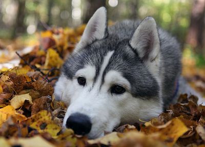 animals, leaves, husky, wolves - random desktop wallpaper