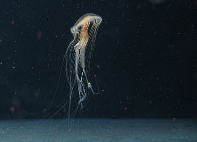 ocean, jellyfish - duplicate desktop wallpaper
