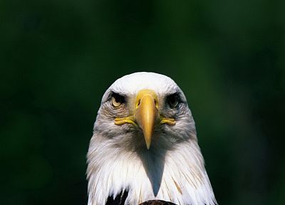 eagles, bald eagles - desktop wallpaper