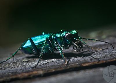 animals, insects, beetles, iridescence - desktop wallpaper