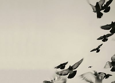 pigeons, album covers, Venetian Snares - random desktop wallpaper