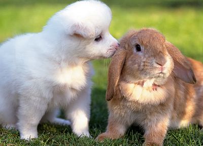 animals, dogs, rabbits - related desktop wallpaper