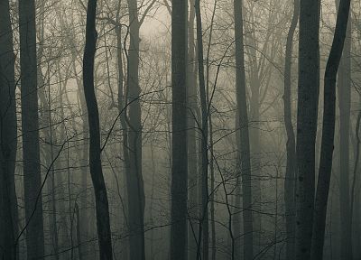 nature, trees, forests, fields, mist - desktop wallpaper